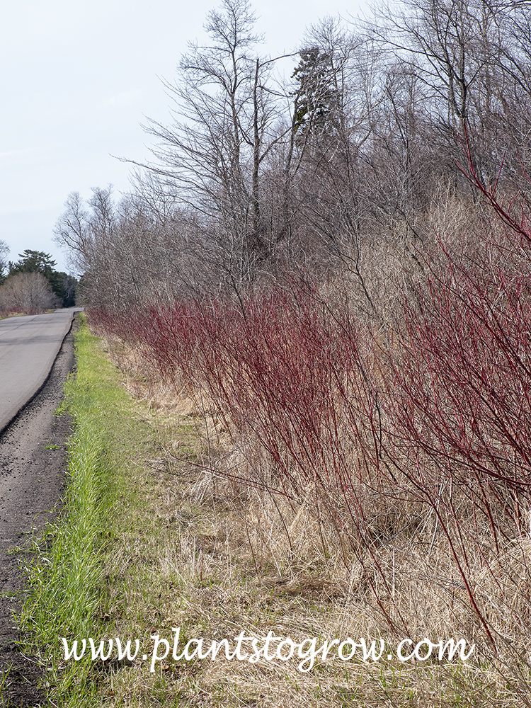 Red Twig Dogwood (Cornus)
All the picture were taken at the same time along a road the cuts through the center of Wisconsin Point. Runs along Lake Superior.